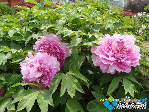 为什么电脑照片打不开 电脑照片打不开的解决方法 为什么电脑照片打不开 电脑照片打不开的解决方法